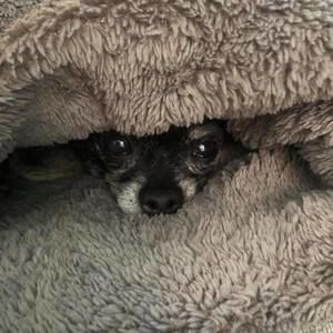 Meet your Posher, Dennis